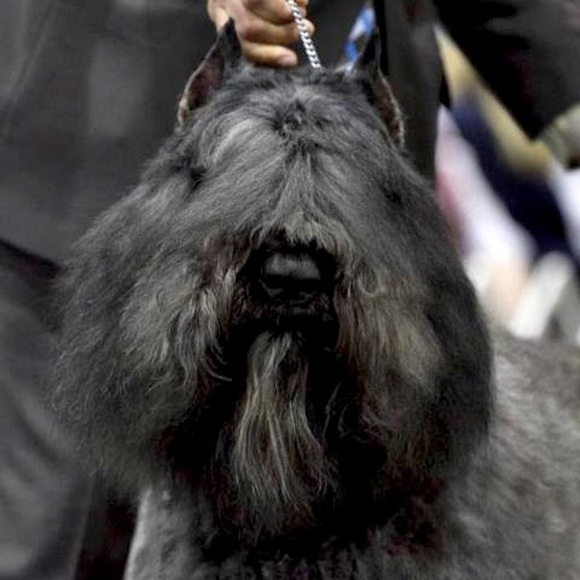 Meet your Posher, Linda - Picture 1 of 1